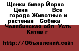 Щенки бивер Йорка  › Цена ­ 30 000 - Все города Животные и растения » Собаки   . Челябинская обл.,Усть-Катав г.